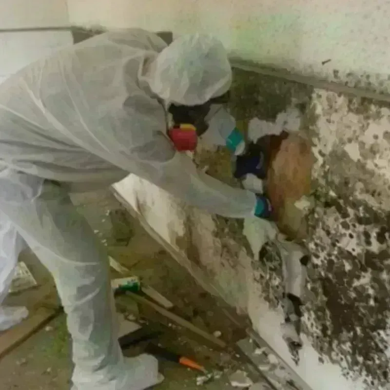 Mold Remediation and Removal in Newmarket, NH